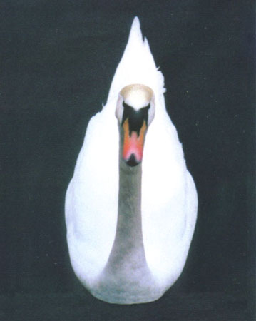 goose