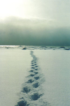 tracks