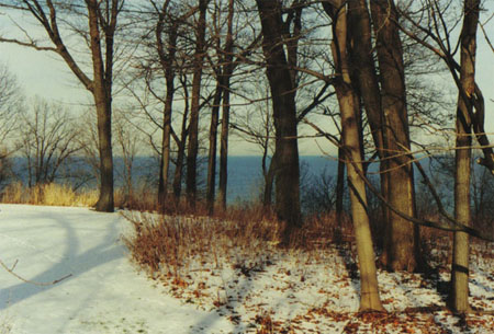 trees3