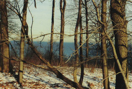 trees4